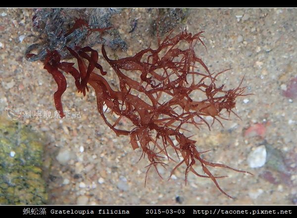 蜈蚣藻 Grateloupia filicina_03.jpg