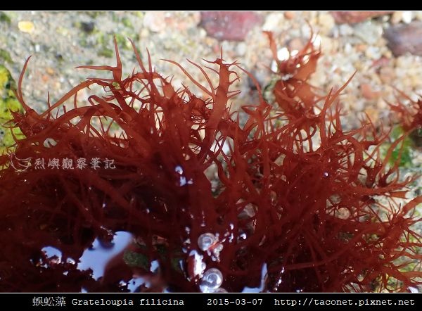 蜈蚣藻 Grateloupia filicina_04.jpg