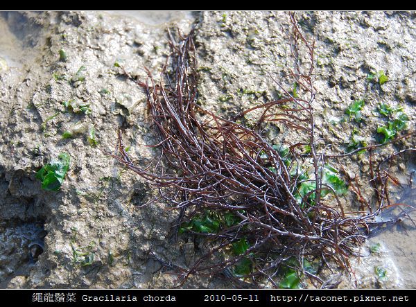 繩龍鬚菜 Gracilaria chorda_1.jpg
