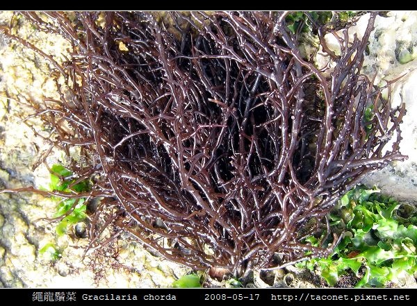 繩龍鬚菜 Gracilaria chorda_3.jpg