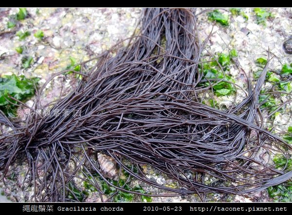 繩龍鬚菜 Gracilaria chorda_5.jpg 繩龍鬚菜 Gracilaria chorda_5.jpg