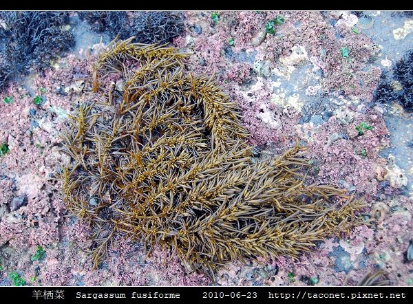 羊栖菜  Sargassum fusiforme_1.jpg