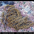 羊栖菜  Sargassum fusiforme_1.jpg