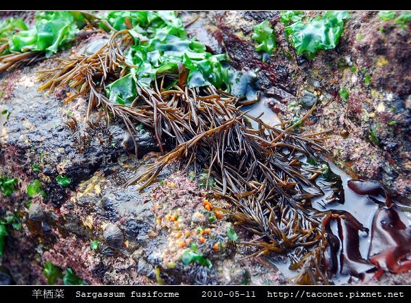 羊栖菜  Sargassum fusiforme_3.jpg