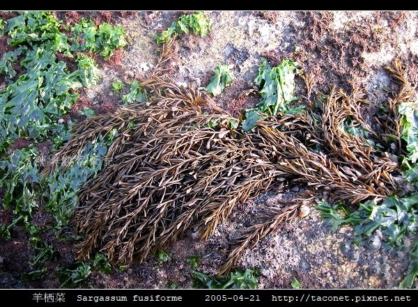 羊栖菜  Sargassum fusiforme_5.jpg