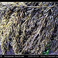 羊栖菜  Sargassum fusiforme_6.jpg