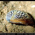 火之島蜑螺 Neritina siquijorensis_7.jpg