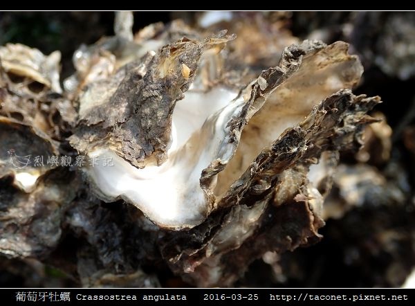 葡萄牙牡蠣 Crassostrea angulata_07.jpg