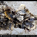 葡萄牙牡蠣 Crassostrea angulata_11.jpg