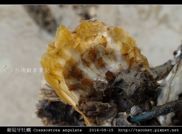 葡萄牙牡蠣 Crassostrea angulata_13.jpg