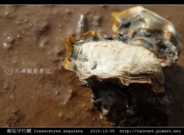 葡萄牙牡蠣 Crassostrea angulata_15.jpg