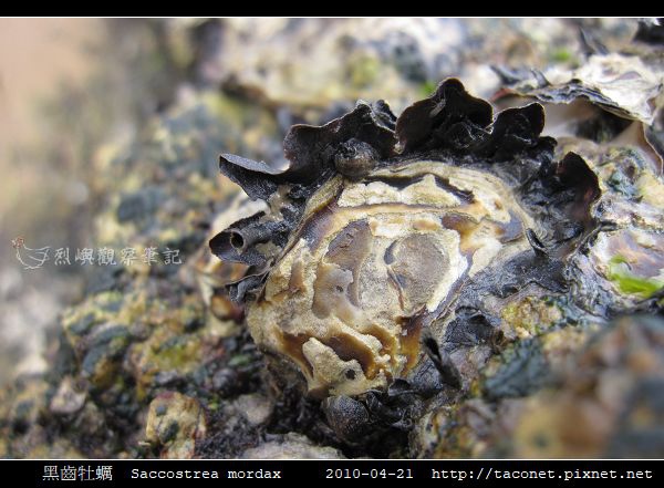 黑齒牡蠣 Saccostrea mordax_2.jpg