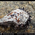 黑齒牡蠣 Saccostrea mordax_7.jpg