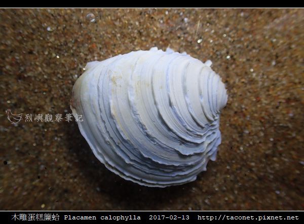 木雕蛋糕簾蛤 Placamen calophylla-1.jpg