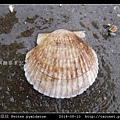 箱形扇貝 Pecten pyxidatus_1.jpg