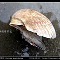 箱形扇貝 Pecten pyxidatus_2.jpg