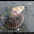 箱形扇貝 Pecten pyxidatus_3.jpg