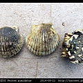 箱形扇貝 Pecten pyxidatus_4.jpg