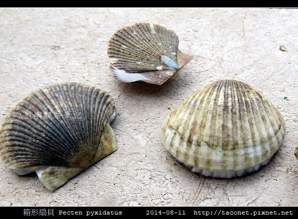 箱形扇貝 Pecten pyxidatus_5.jpg