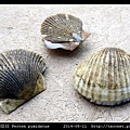 箱形扇貝 Pecten pyxidatus_5.jpg