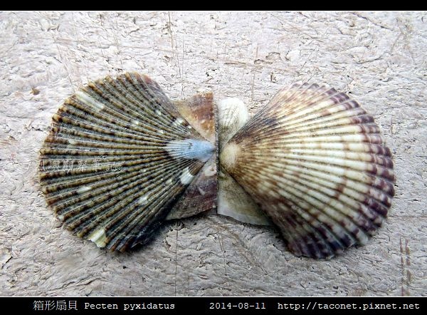 箱形扇貝 Pecten pyxidatus_6.jpg