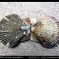 箱形扇貝 Pecten pyxidatus_6.jpg