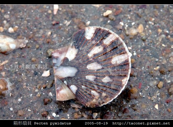 箱形扇貝 Pecten pyxidatus_8.jpg