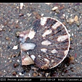 箱形扇貝 Pecten pyxidatus_8.jpg