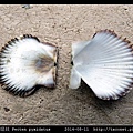 箱形扇貝 Pecten pyxidatus_7.jpg