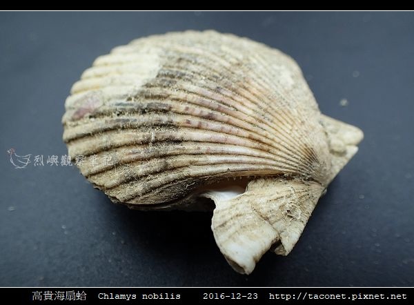 高貴海扇蛤 Chlamys nobilis_15.jpg