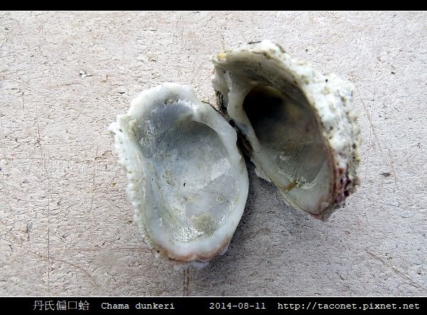 丹氏偏口蛤 Chama dunkeri_1.jpg 丹氏偏口蛤 Chama dunkeri_1.jpg
