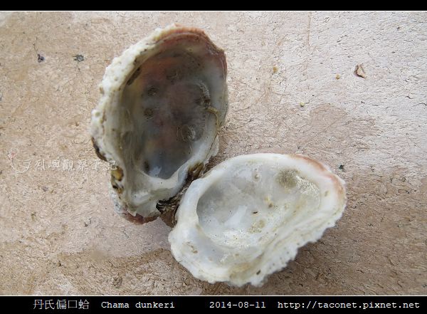 丹氏偏口蛤 Chama dunkeri_2.jpg 丹氏偏口蛤 Chama dunkeri_2.jpg