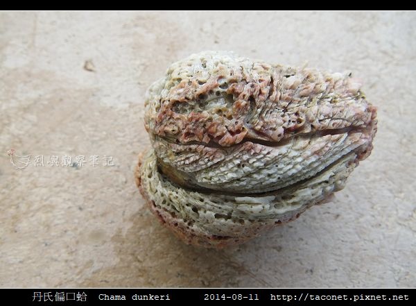 丹氏偏口蛤 Chama dunkeri_3.jpg 丹氏偏口蛤 Chama dunkeri_3.jpg