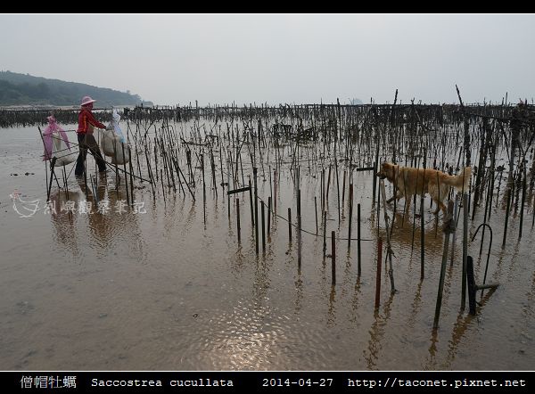 僧帽牡蠣  Saccostrea cucullata_02.jpg