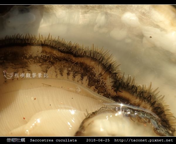 僧帽牡蠣  Saccostrea cucullata_07.jpg