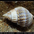 球織紋螺 Niotha conoidalis_3.jpg