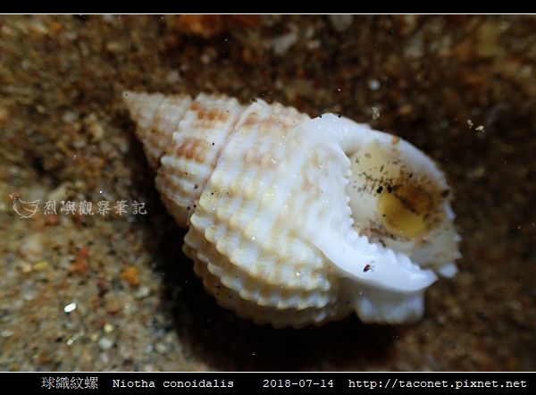 球織紋螺 Niotha conoidalis_5.jpg