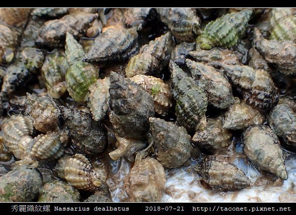 秀麗織紋螺 Nassarius dealbatus_4.jpg 秀麗織紋螺 Nassarius dealbatus_4.jpg