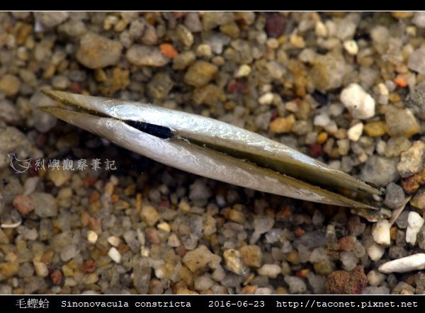 毛蟶蛤 Sinonovacula constricta_1.jpg