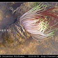 蕨形角海葵 Cerianthus filiformis_01.jpg