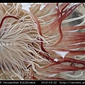 蕨形角海葵 Cerianthus filiformis_04.jpg