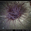 蕨形角海葵 Cerianthus filiformis_06.jpg