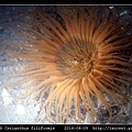 蕨形角海葵 Cerianthus filiformis_05.jpg