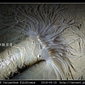蕨形角海葵 Cerianthus filiformis_09.jpg