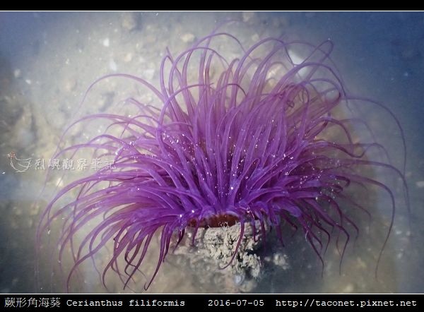 蕨形角海葵 Cerianthus filiformis_11.jpg 蕨形角海葵 Cerianthus filiformis_11.jpg