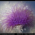蕨形角海葵 Cerianthus filiformis_11.jpg