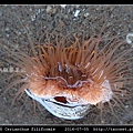 蕨形角海葵 Cerianthus filiformis_10.jpg