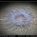 蕨形角海葵 Cerianthus filiformis_12.jpg