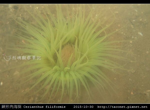 蕨形角海葵 Cerianthus filiformis_14.jpg