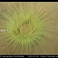 蕨形角海葵 Cerianthus filiformis_14.jpg